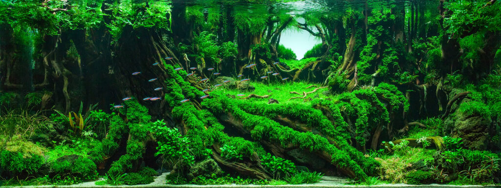 Root Tabs para acuario plantado