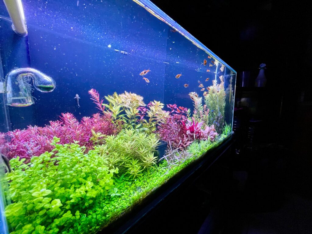 abonado-nitrato-acuario-plantado