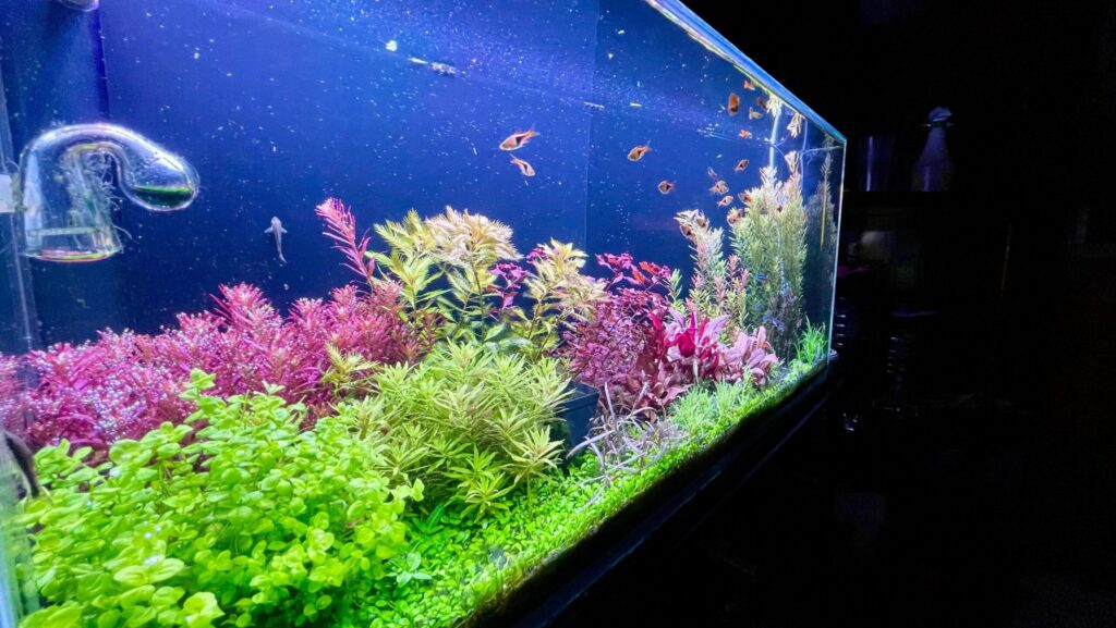 abonado-nitrato-acuario-plantado