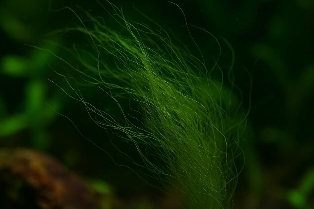 alga-filamentosa