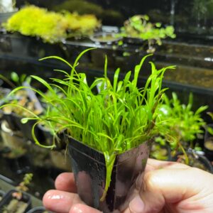 imagen de una planta tapizante tipo cesped