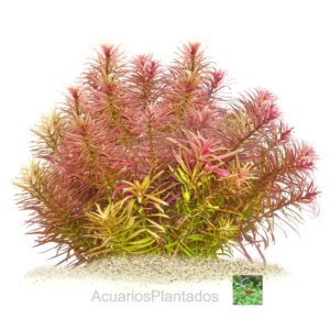 limnophila aromatica mini