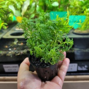 Grupo de Limnophila sessiliflora formando un fondo verde denso en acuario plantado