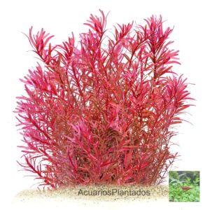 rotala red blood
