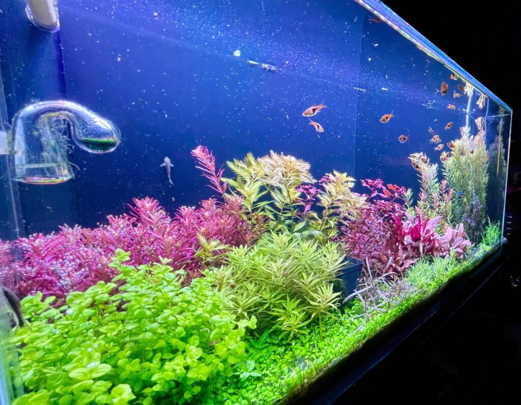acuario plantado holandes