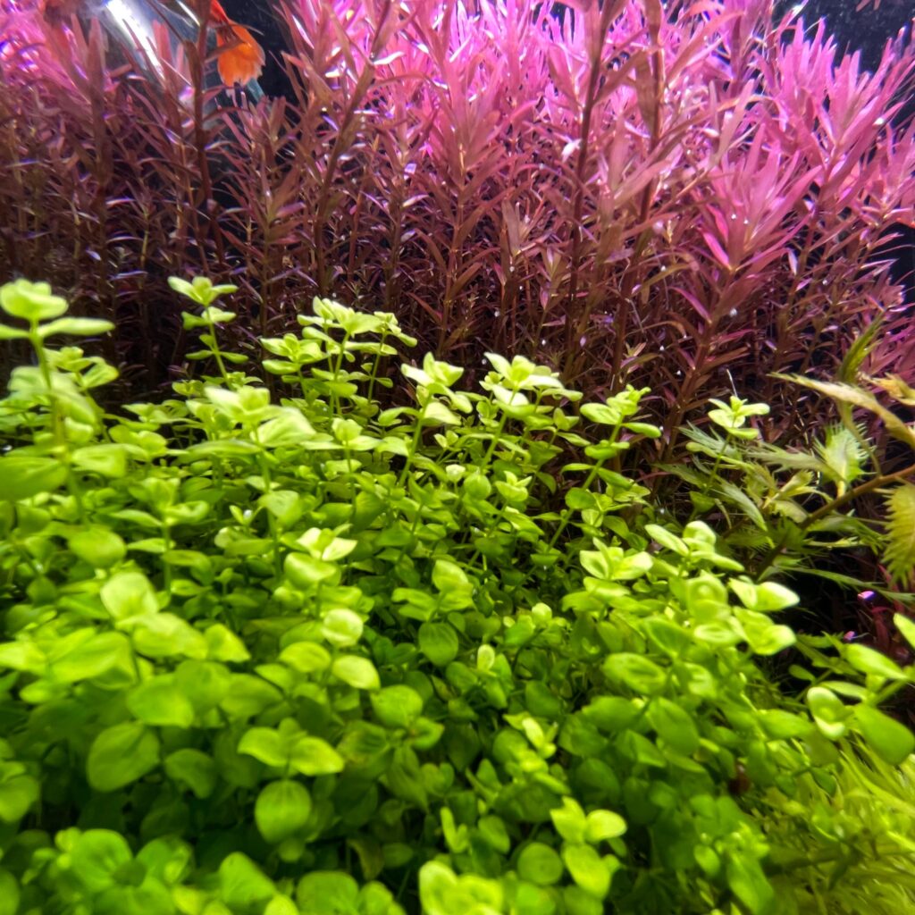 potasio casero para acuario plantado