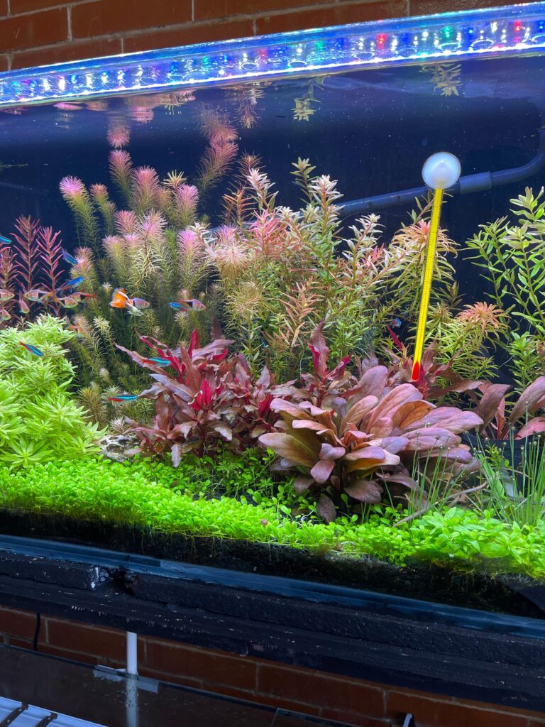 cómo abonar potasio casero para acuario plantado