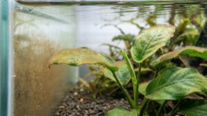 como eliminar el alga diatomea