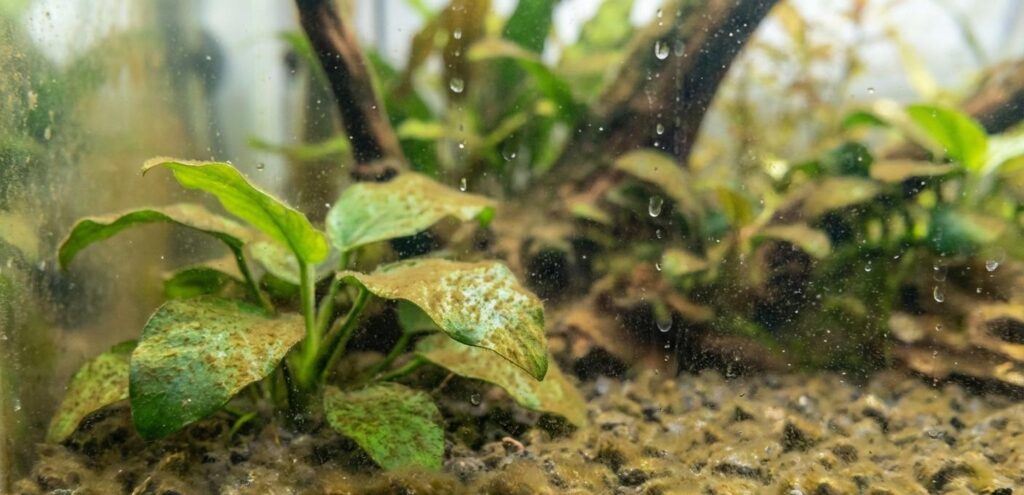 alga marron o diatomea acuario plantado