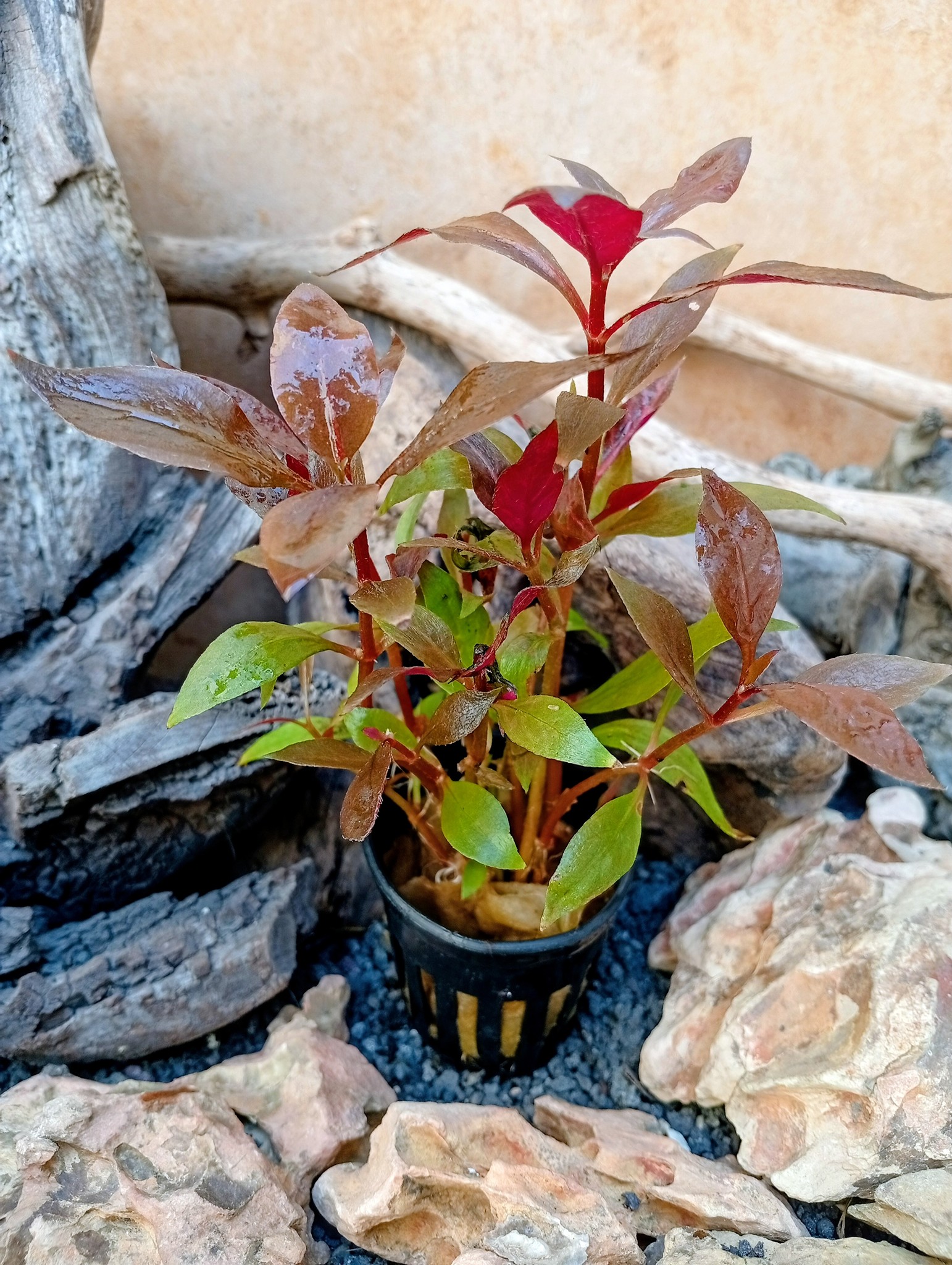 Planta Alternanthera Reineckii Mini de crecimiento compacto y color rojo intenso para tapizado frontal de acuario