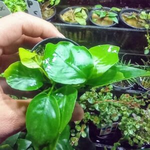 Planta Anubia Nana Golden de color verde brillante sobre roca volcánica negra en acuario