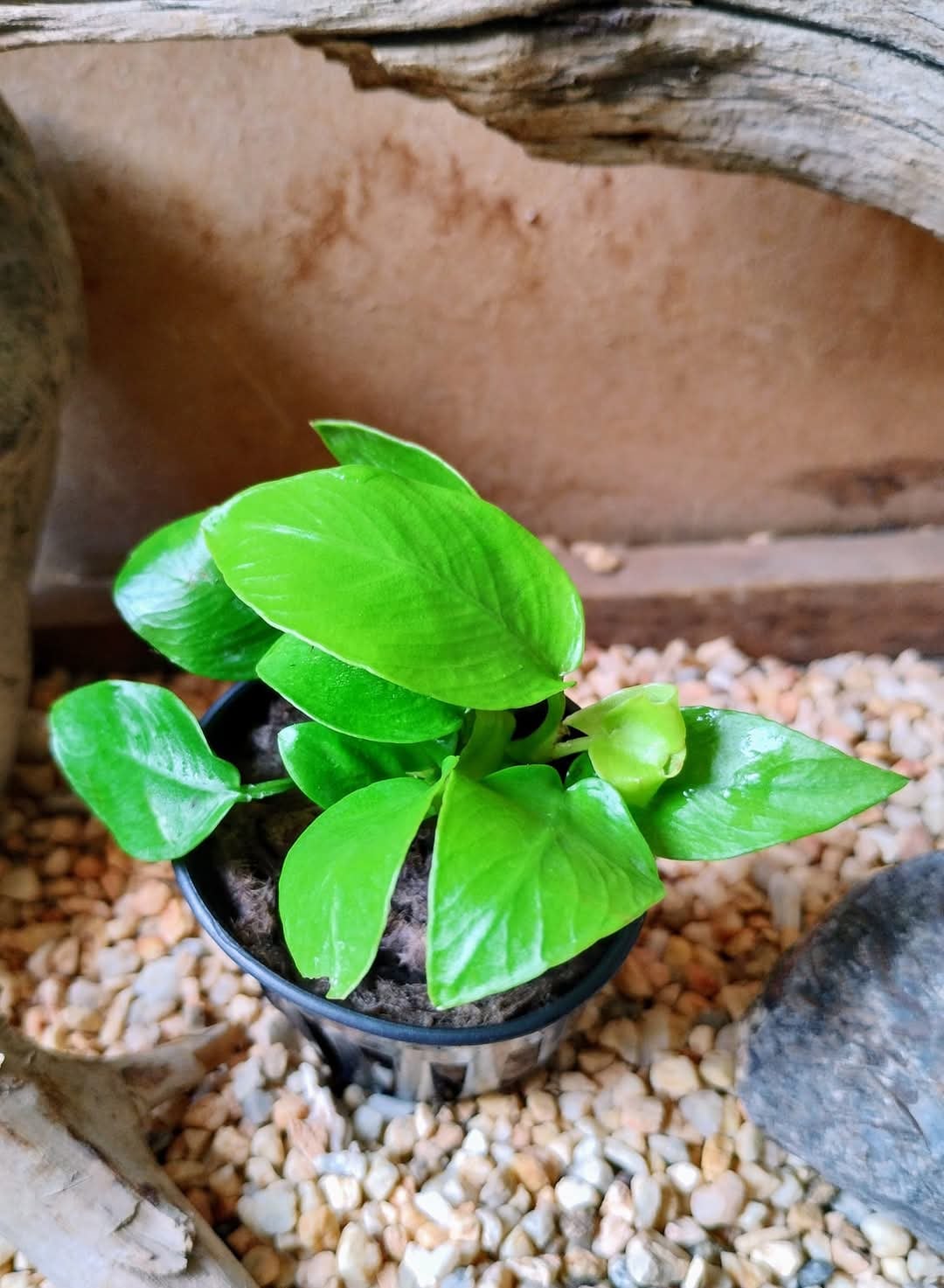Planta Anubia Nana compacta fijada a una roca volcánica en acuario plantado