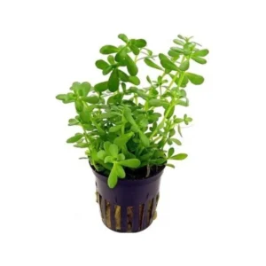 Planta de tallo Bacopa monnieri de color verde brillante en la zona trasera de un acuario