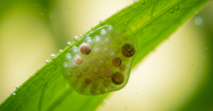 caracoles planorbis en el acuario