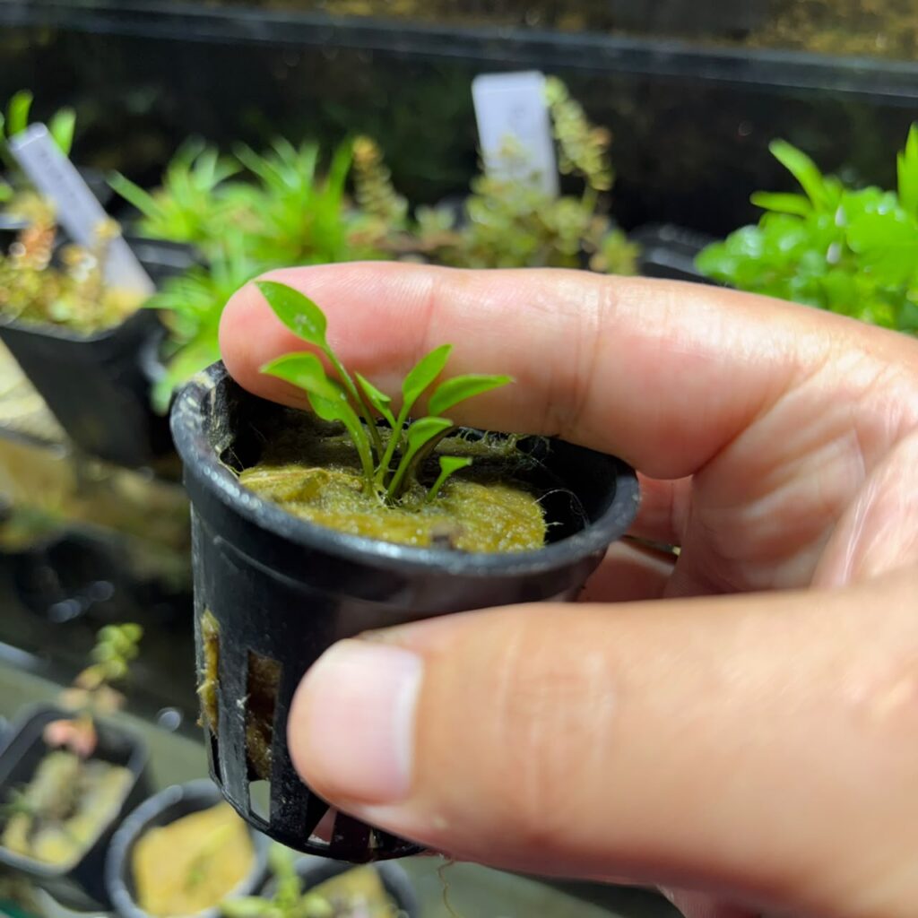imagen de una cryptocoryne parva en excelente estado