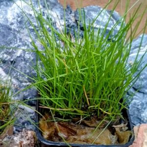 Tapizado de Eleocharis Belem en la parte frontal de un acuario plantado profesional