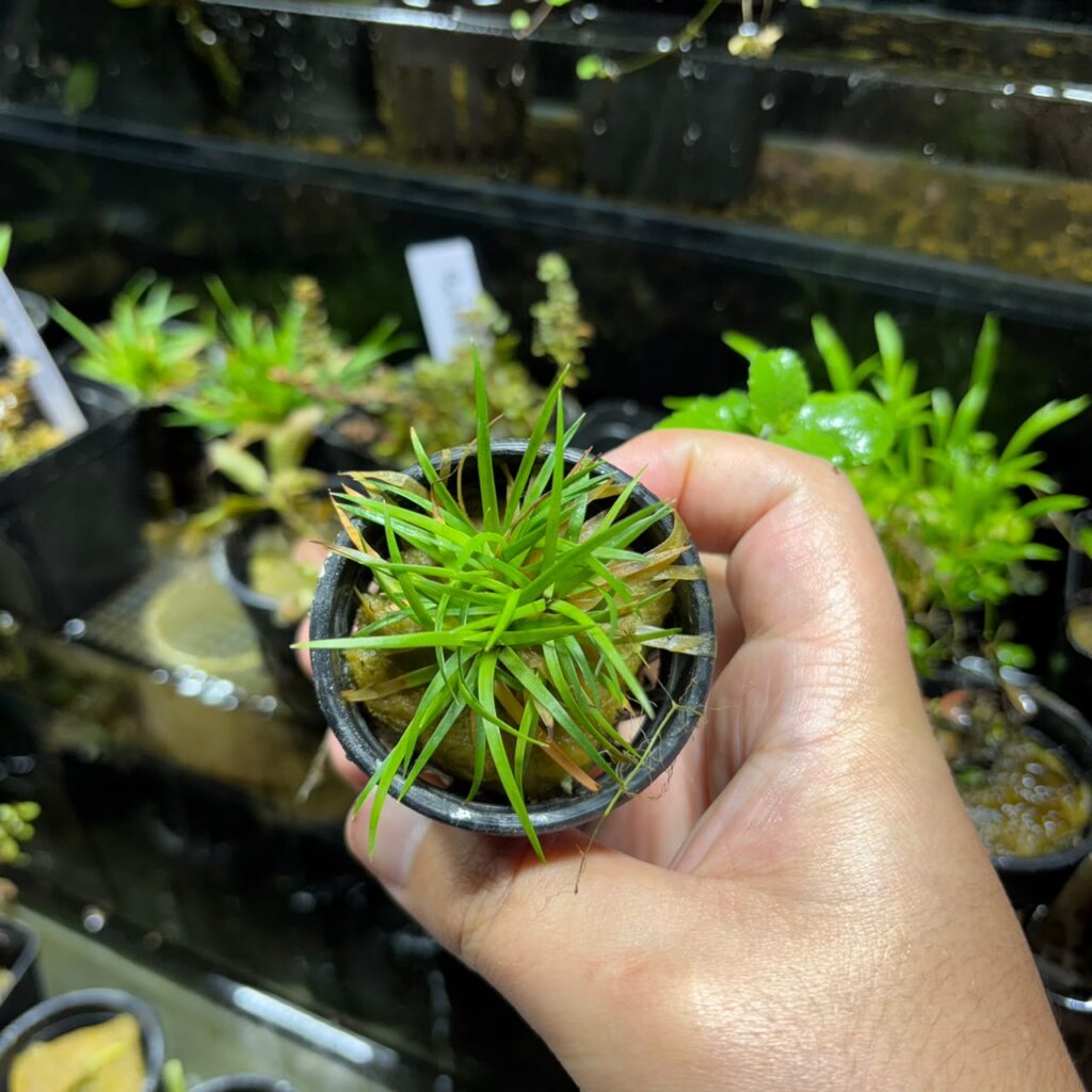 imagen de una planta eriocaulon vietnam sana y muy verde y frondosa