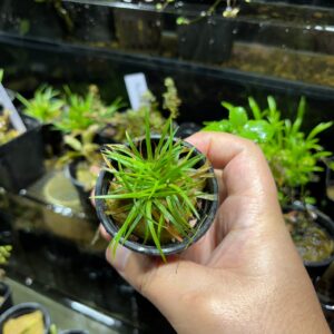 imagen de una planta eriocaulon vietnam sana y muy verde y frondosa