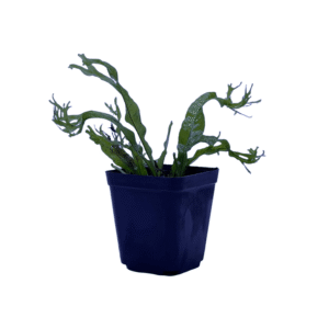 helechowindelov-microsorum-pteropus