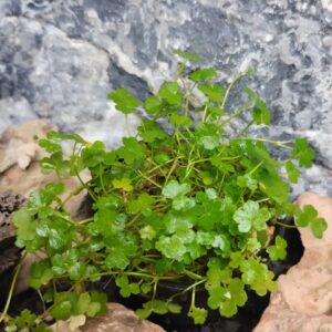 Detalle de hojas de Hydrocotyle tripartita formando un macizo verde en un acuario plantado