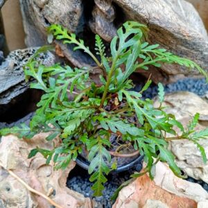 Planta Hygrophila pinnatifida con hojas dentadas rojizas creciendo sobre una roca en acuario