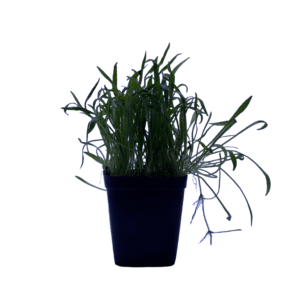 lilaeopsis brasiliensis