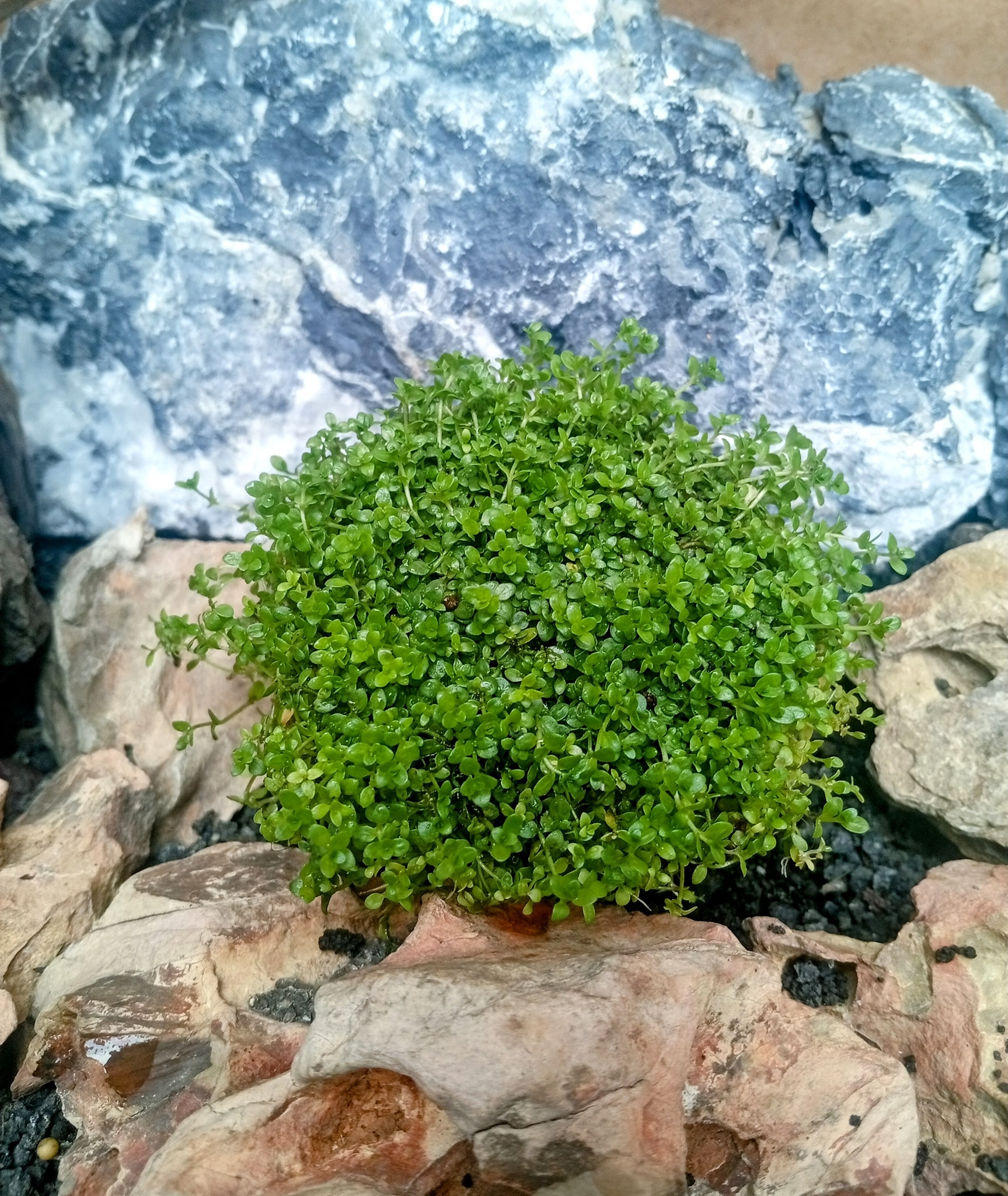 Acuario con tapizado denso de Micranthemum Montecarlo cubriendo el sustrato.