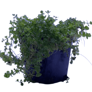 micranthemum-umbrosum