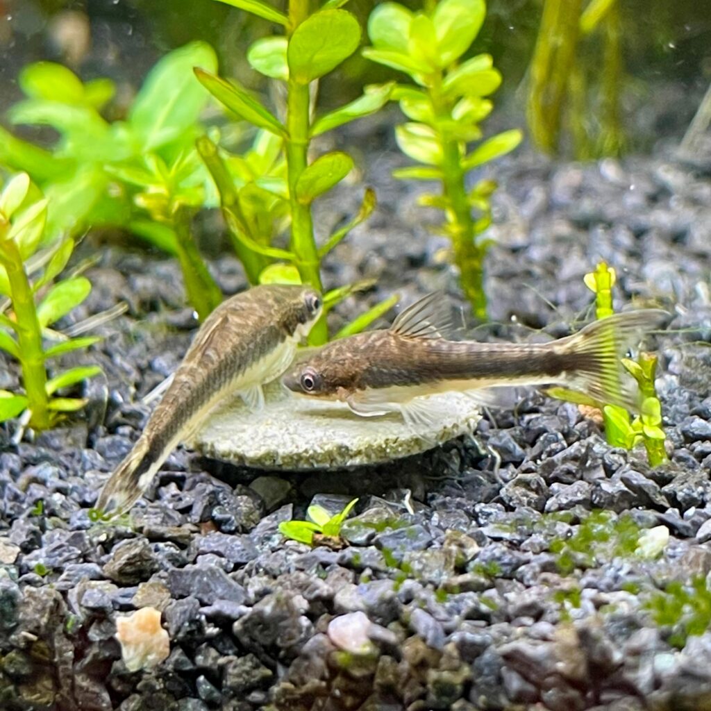 forma de eliminar el alga marron pez otocinclus