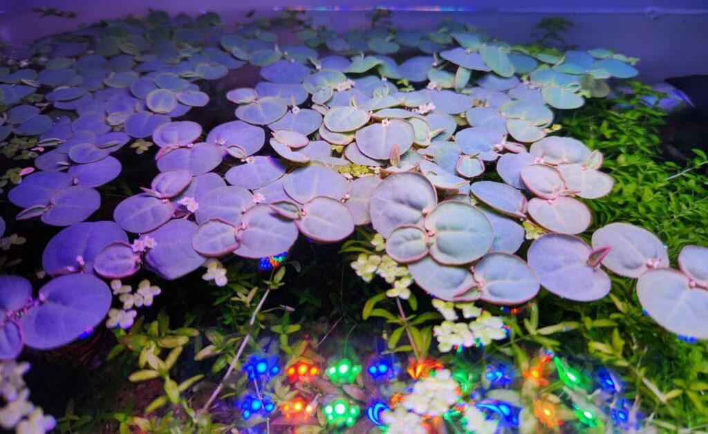 Vista superior de Phyllanthus fluitans con hojas rojizas y raíces rojas largas en la superficie