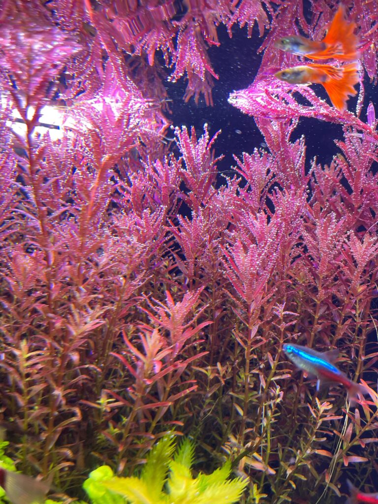 rotala-red-blood-acuario-plantado