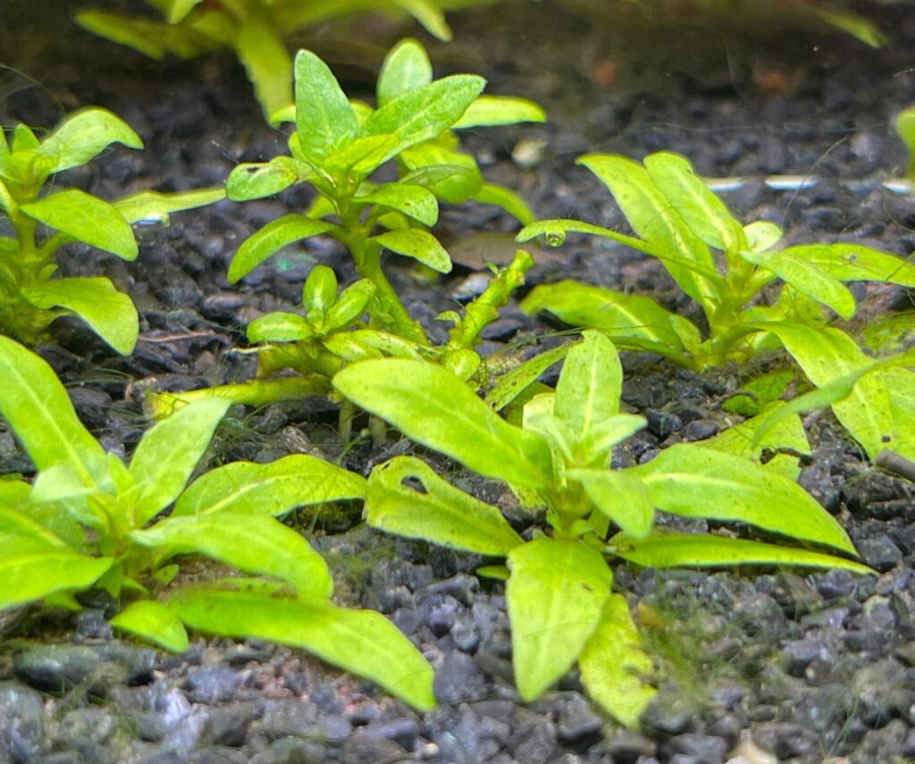 abono de potasio acuario plantado
