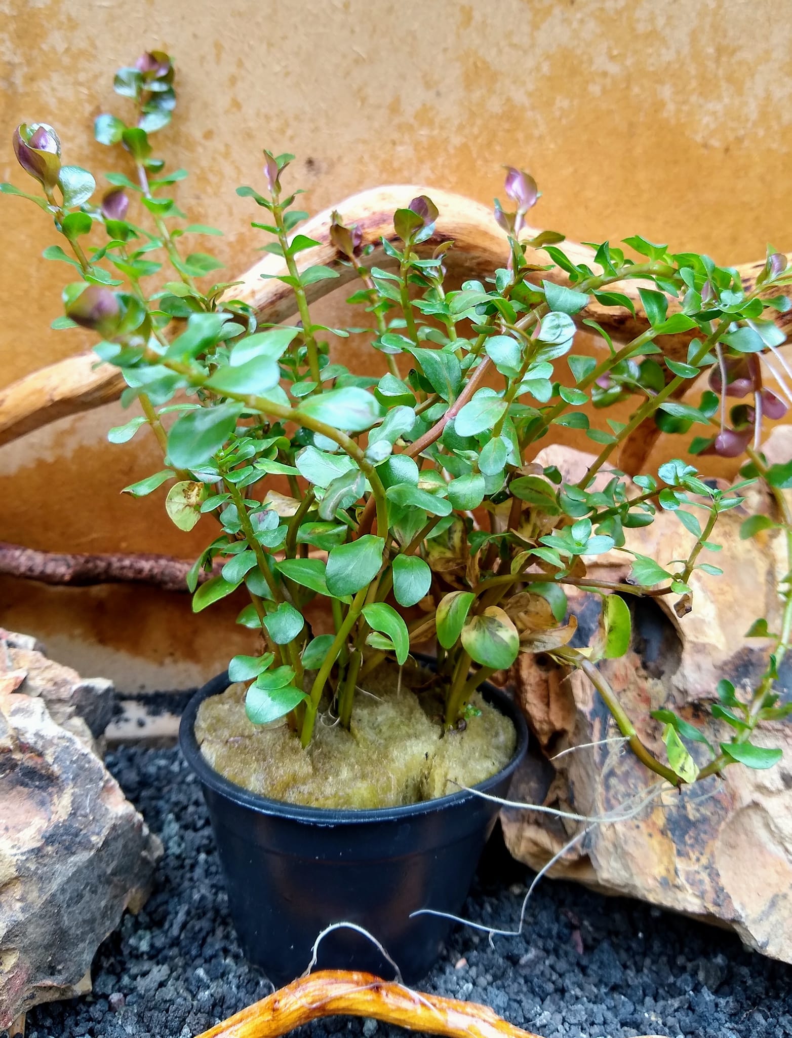 Grupo denso de Rotala colorata con puntas rojas en la zona trasera de un acuario plantado