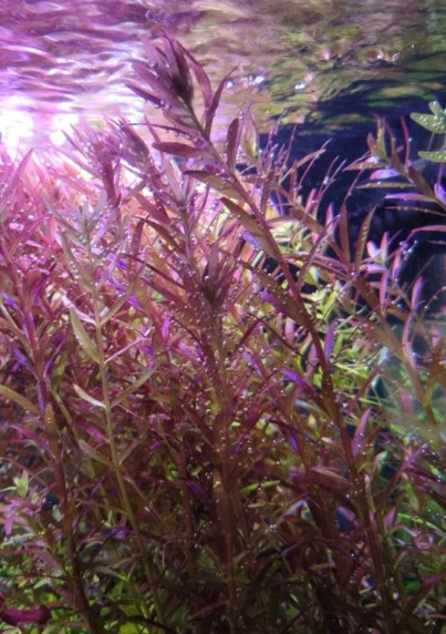 Tallos de Rotala macrandra Narrow Leaf con hojas delgadas de color rojo magenta
