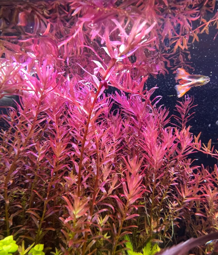rotala-red-blood-planta