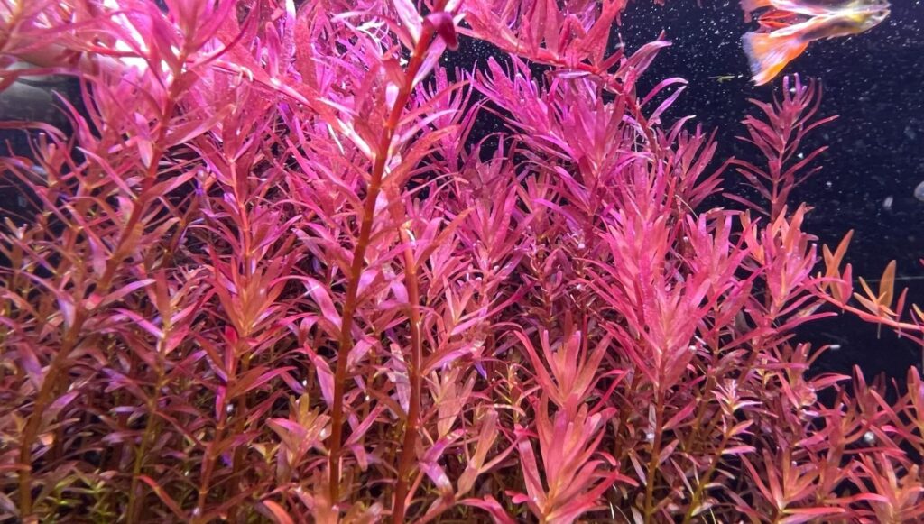 rotala-red-blood-planta