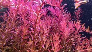 rotala-red-blood-planta