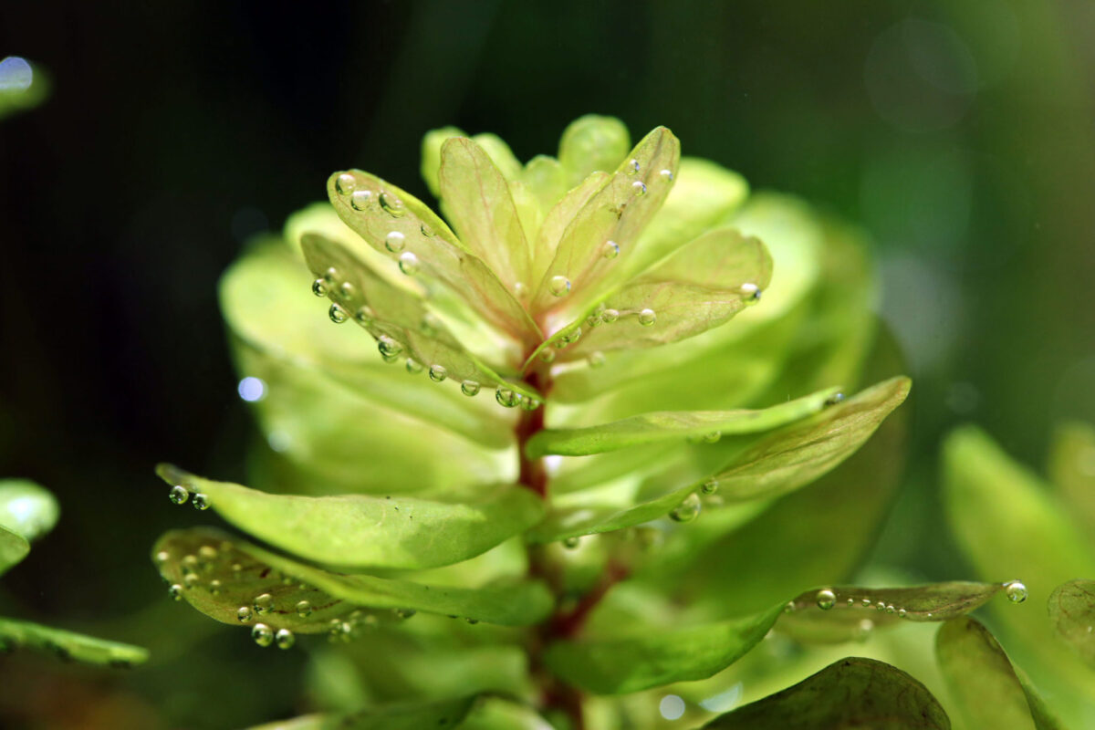 Rotala tulunandensis: Secretos y Cuidados del “Santo Grial” de los Plantados