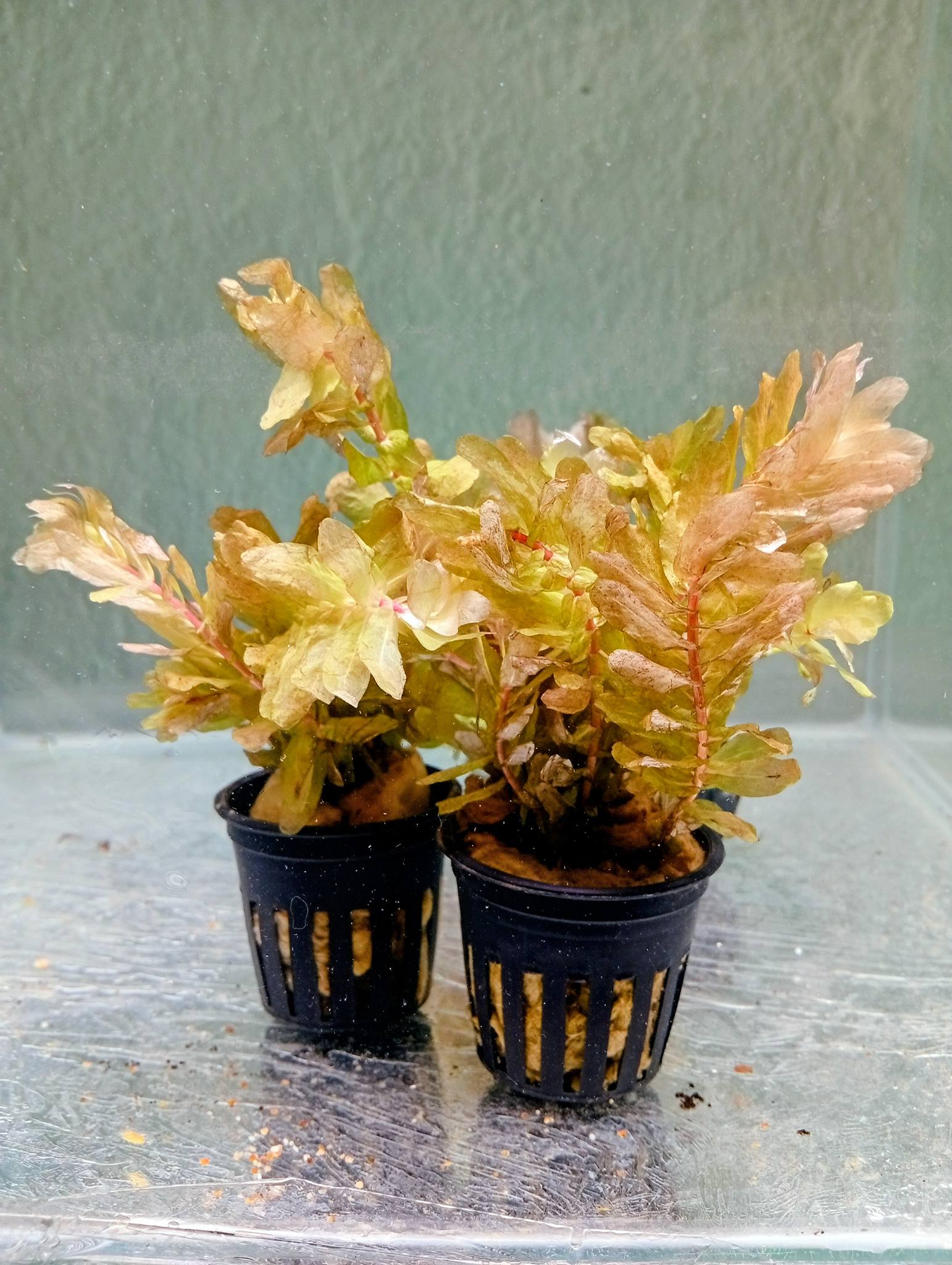 Hojas anchas y coloridas de Rotala tulunadensis en un acuario plantado profesional