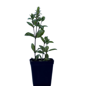 planta staurogyne repens