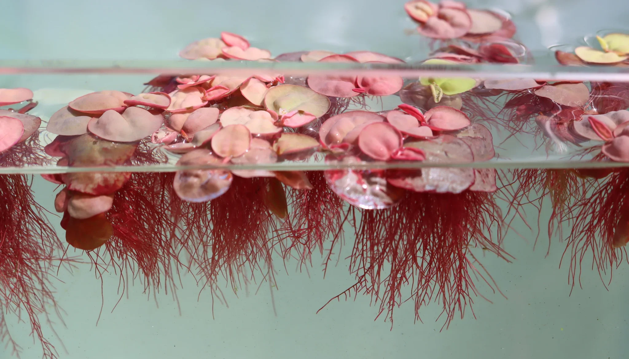 Phyllanthus fluitans: El Secreto para una Superficie Roja en tu Acuario