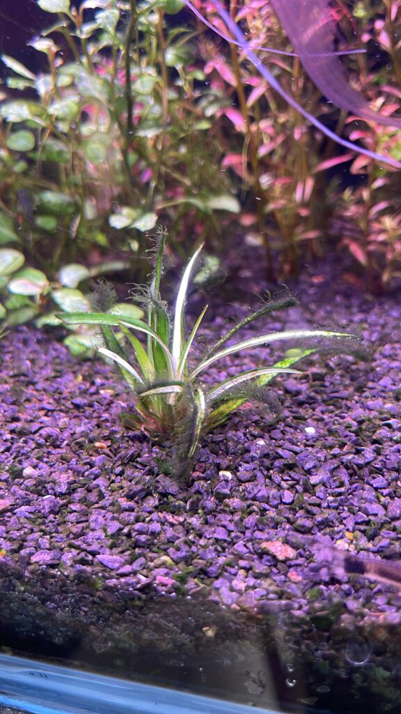 Primer plano detallado de una planta de acuario Hygrophila con densos mechones de alga filamentosa verdes enredados entre sus hojas y tallos.