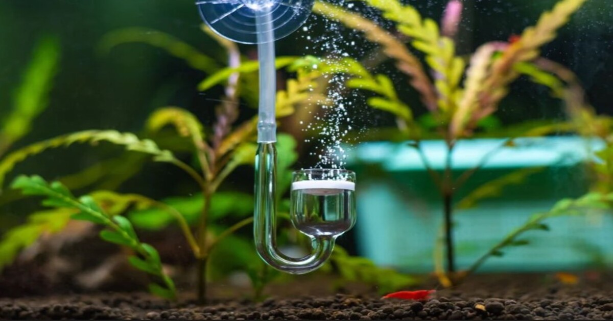 Sistema de CO2 en el acuario plantado: CASERO O PROFESIONAL.