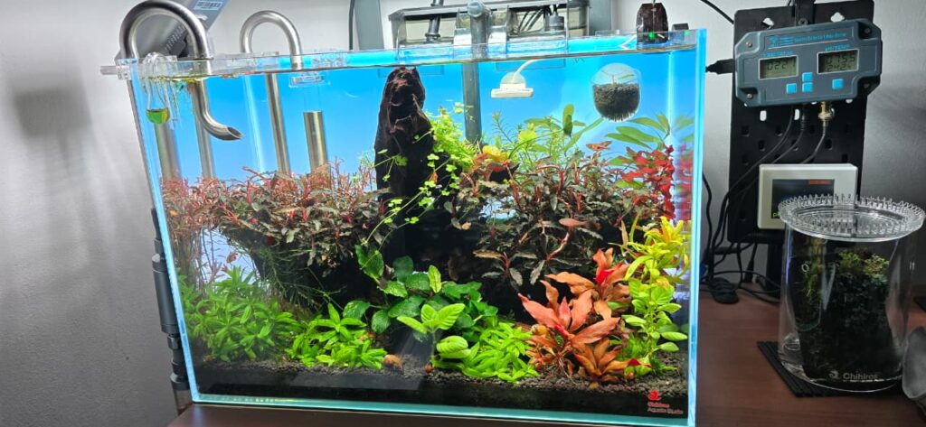 Acuario plantado de diseño con equipo profesional en escritorio y fondo azul
