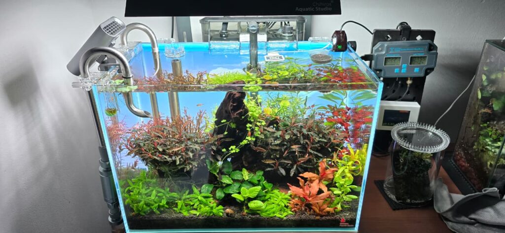 Acuario plantado de requerimientos altos con gran macizo de Bucephalandras