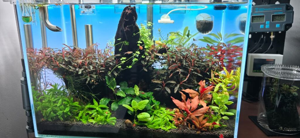 Acuario natural con sistema de filtración de acero inoxidable y fondo iluminado