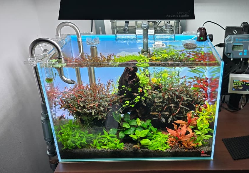 acuario plantado estilo holandés