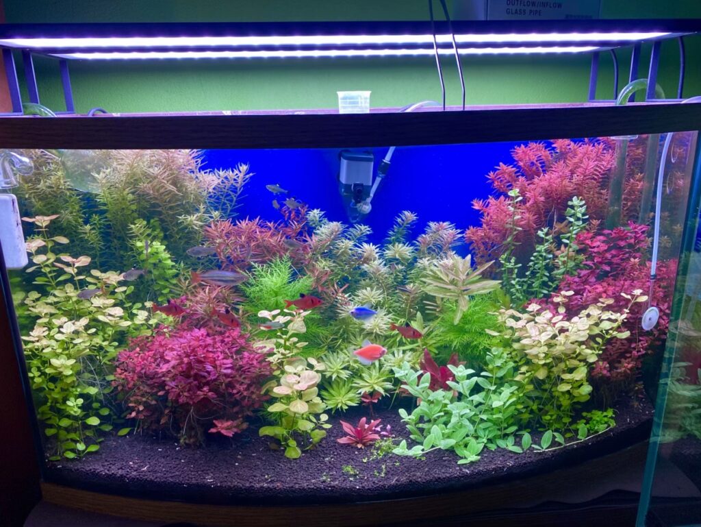 Acuario plantado estilo Holandés con plantas rojas