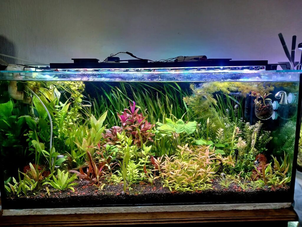Paisajismo acuático de alto requerimiento con podas simétricas