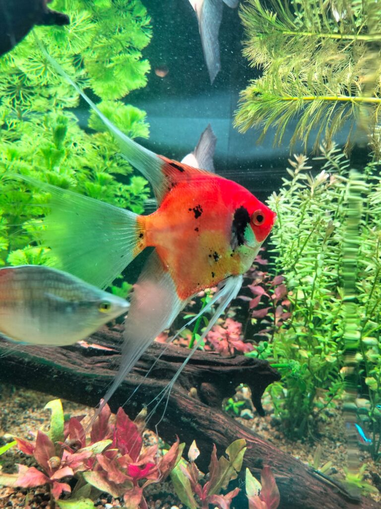 Pez Ángel Escalar variedad Red Devil con coloración naranja y negra